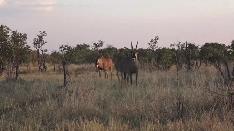 Three roan antelopes approach camera; one makes a small leftward dart Stock Footage 319428087