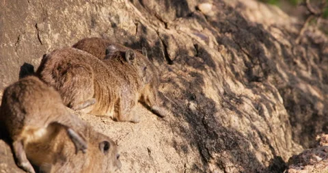 Three rock hyraxes sunbathing and grooming in sunny morning Video stock 310978035