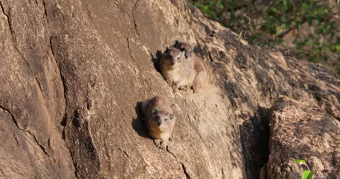 Three rock hyraxes sunbathing on rocks in savannah grassland Stock Footage 310973118