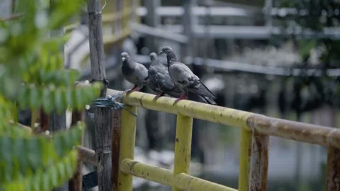 Three rock pigeons perched on a canal walkway before flying away Stock Footage 339315158