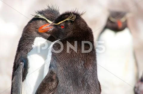 Three rockhopper penguins in the wild. Island in Patagonia, Arge Stock Photos