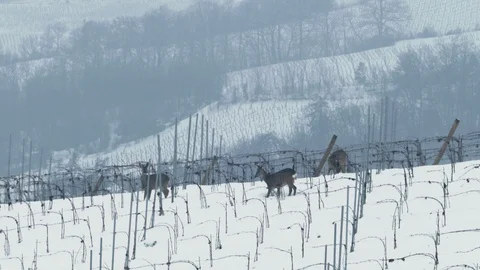 Three roe deer (Capreolus capreolus) in a snowy vineyard looking for food. Video stock 87199151