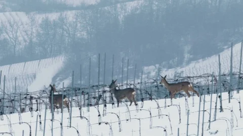 Three roe deer (Capreolus capreolus) in winter in a snowy vineyard. Stock-Footage 87240564