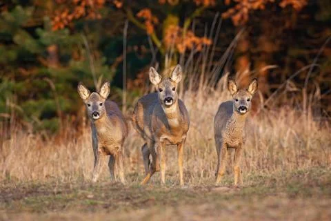 Three roe deer does standing on field in autumn nature Stock Photos