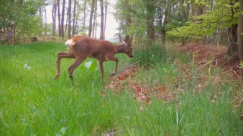 Three roe deer foraging in grassy forest path. Stock Footage 89133724
