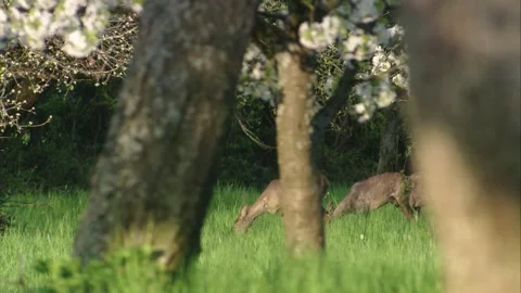 Three roe deer grazing beneath blooming orchard trees Stock Footage 308009980