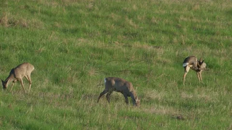 Three roe deer grazing in spring meadow, slow motion Stock Footage 335185784