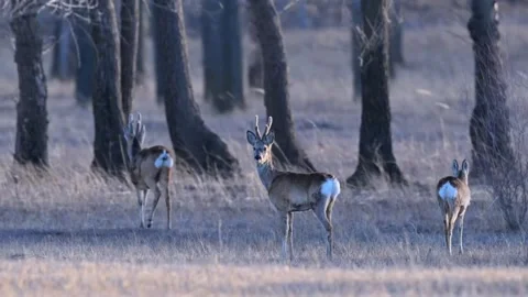 Three roe deer standing in a forest clearing during the early morning Видео 334824314