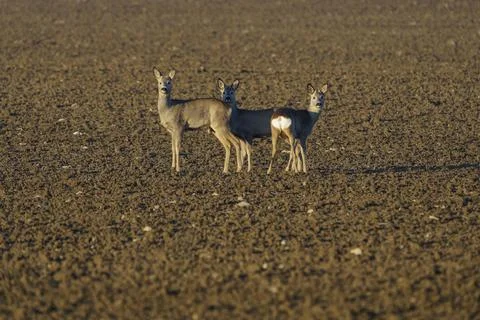 Three roe deer standing together on plowed field Stock Photos