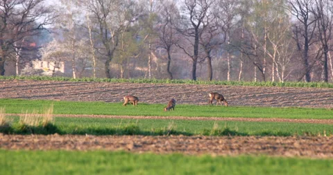 Three Roe Deers animals standing on a meadow and grazing calm together. Wildlife Stock Footage 239385388