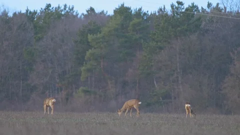 Three roe deers eating on the field Stock Footage 123213616