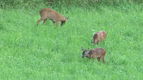 Three roebucks on a meadow in summer Stock Footage 276162007