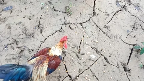 Three roosters are fighting over food. Domestic bird. Organic farming concept. Stock Footage 279902793