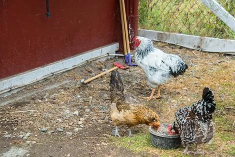 Three Roosters in a Barnyard Foto stock