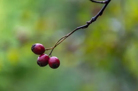 Three rose hips on a blurred background Stock Photos