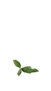 Three Rose leaf Foto stock