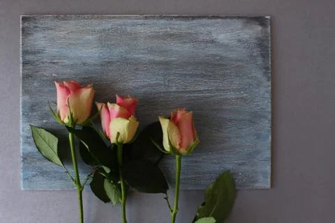 Three rose Stock Photos