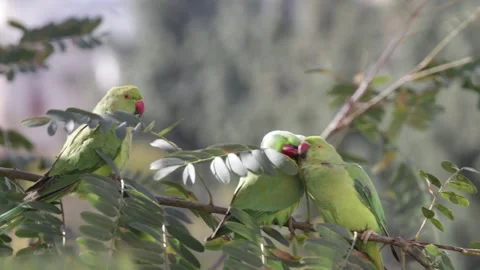 Three Rose-Ringed Parakeets Stock Footage 251804234