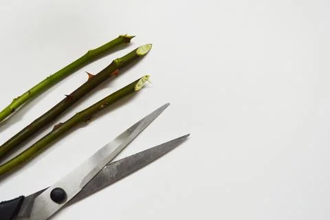 Three rose stem with thorns and scissors on a white background with copy spac Stock Photos