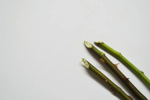 Three rose stem with thorns on a white background with copy space Stock Photos