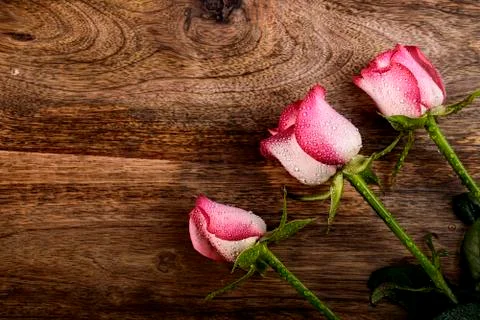 Three rose with water drops Foto stock