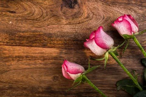 Three rose with water drops Stock Photos