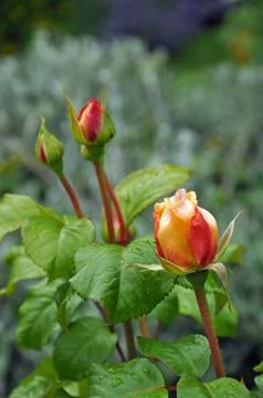 Three rosebuds Stock Photos
