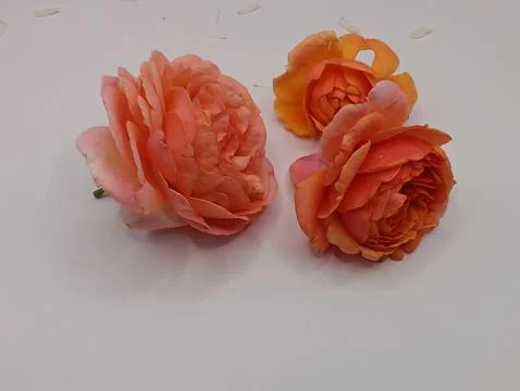 Three rosebuds Stock Photos