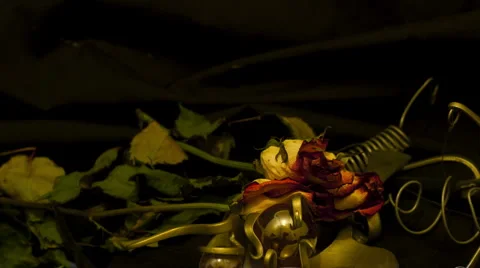 Three roses 10 seconds Stock Footage 5186775