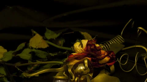 Three roses 15 seconds reverse Stock Footage 5187240