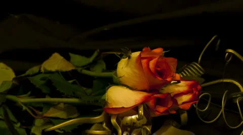 Three roses 15 seconds time remap Stock Footage 5186832