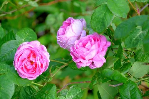 Three roses bloomed on the bush.	 Stock Photos