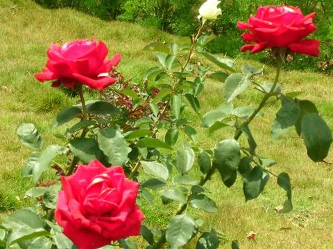 Three roses on a bush Foto stock