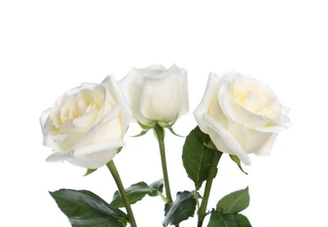 Three roses close-up Stock Photos