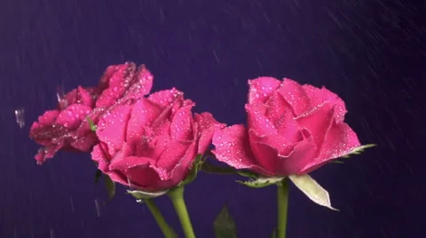 Three roses flower during a rain, drops of water shining, close up, slow motion Stock Footage 66768499