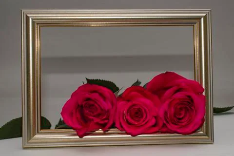 Three roses in a frame Stock Photos