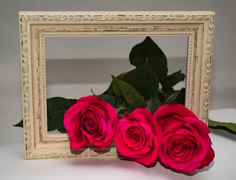 Three roses in a frame Stock Photos