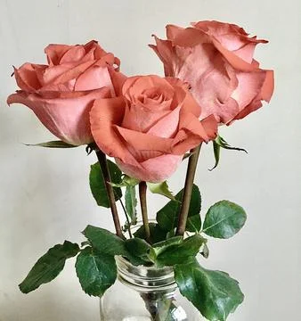 Three Roses in a Jar Stock Photos