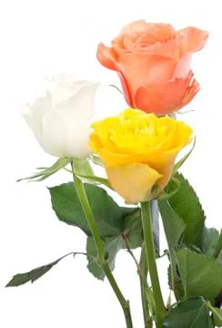 Three roses Stock Photos