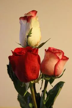 Three roses Stock Photos