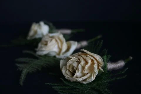 Three roses Stock Photos