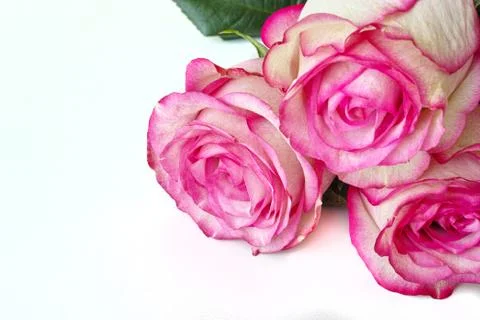 Three roses Stock Photos