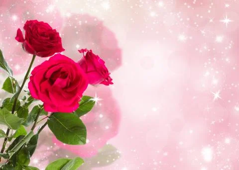 Three roses Stock Photos