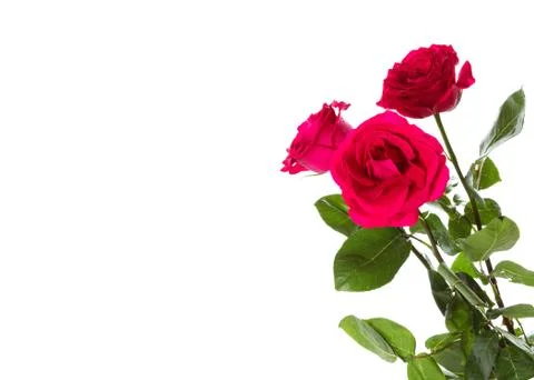 Three roses Stock Photos