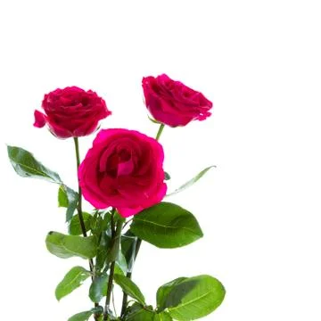 Three roses Stock Photos