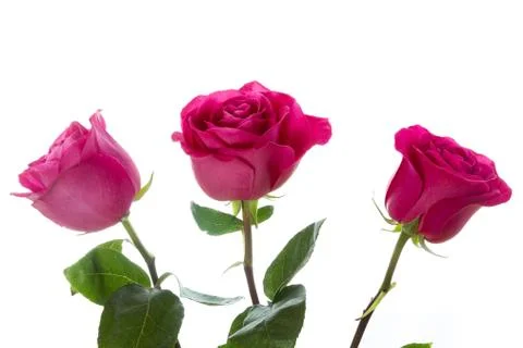Three roses Stock Photos