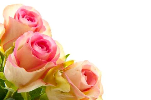 Three roses Stock Photos