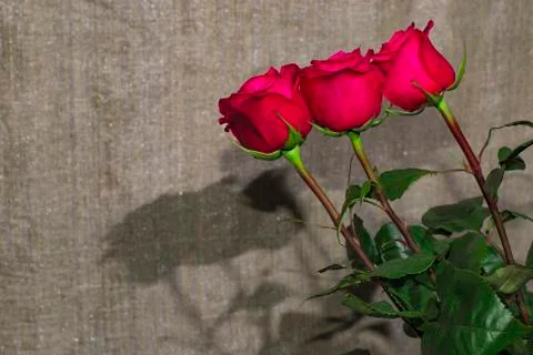 Three roses. Stock Photos