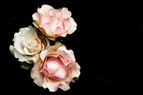 The three roses Stock Photos