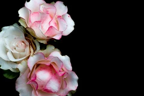 The three roses Stock Photos